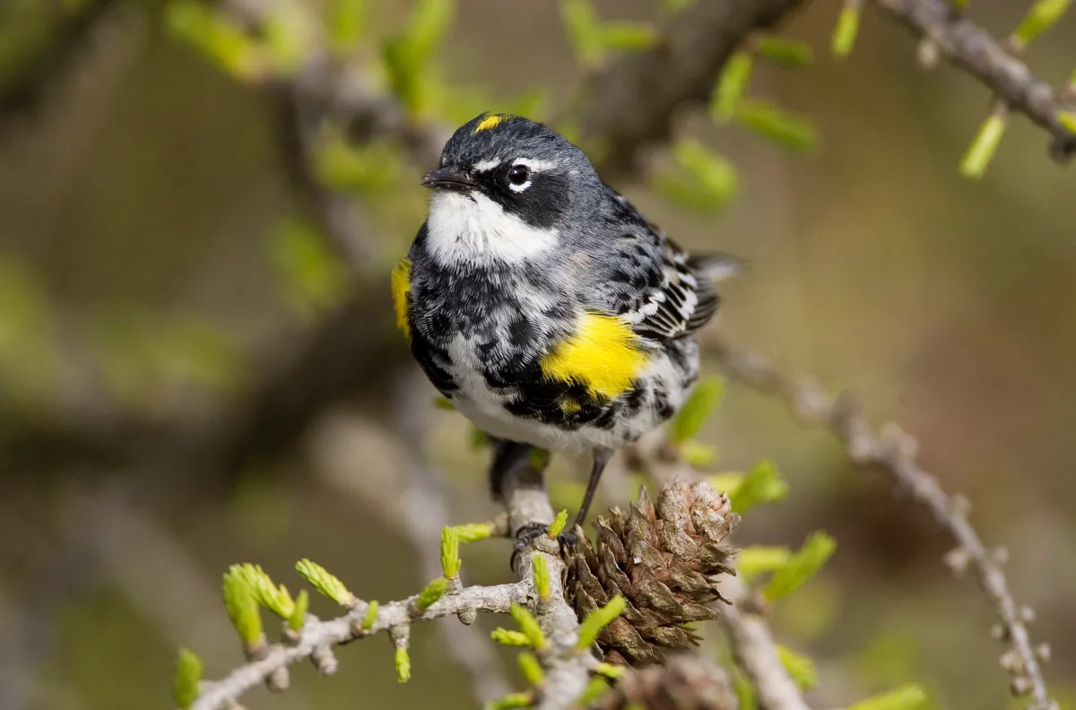Yellow-rumped warbler. © Ron Erwin/Getty