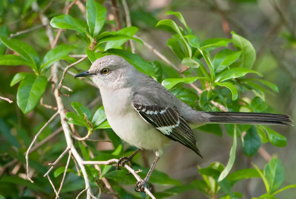 Northern Mockingbird. © BirdImages/Getty