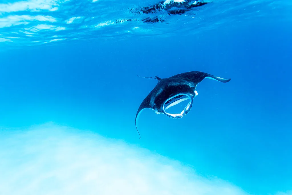 Reef manta ray in the Maldives. © Song Helming/Getty.
