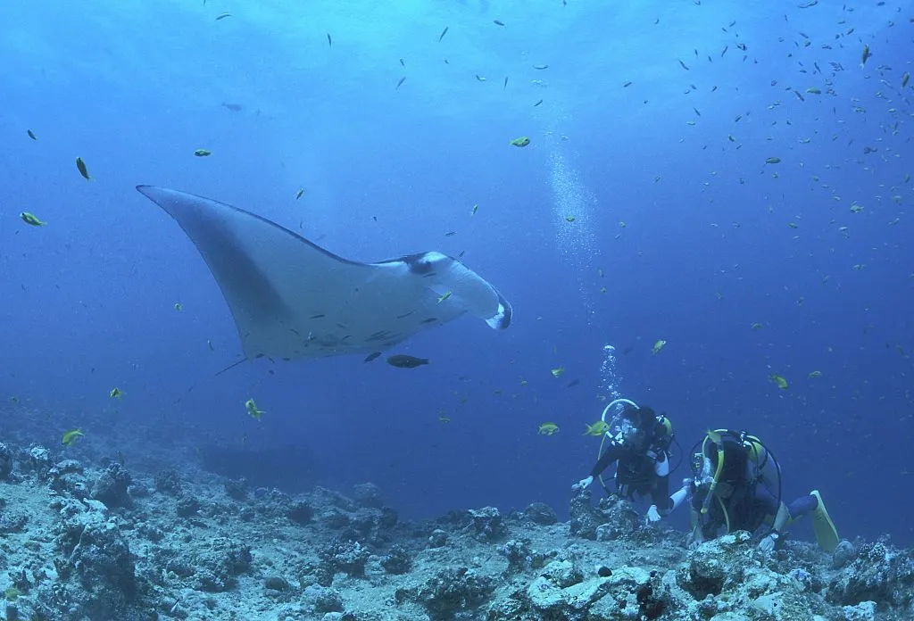 Divers with a giant manta ray in the Maldives. © Martin Hablützel/ullstein bild/Getty.