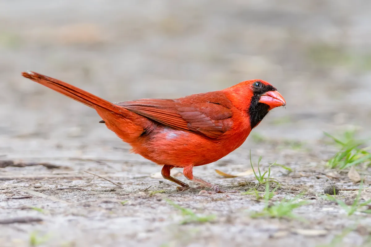 Male northern cardinal. © Todd Ryburn Photography/Getty