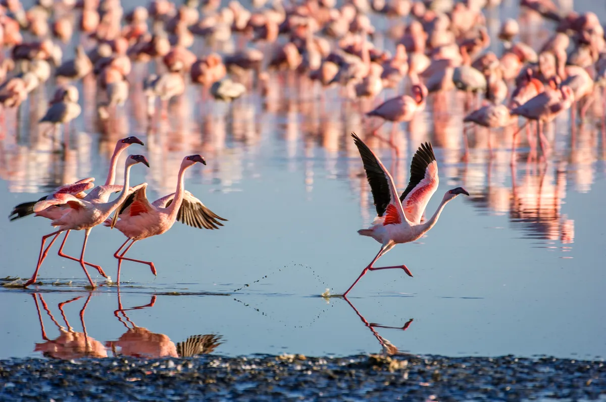A flock of lesser flamingos (Phoenicopterus minor). Epsiode one features a flock surviving on the salt pans of Africa. © GomezDavid/Getty