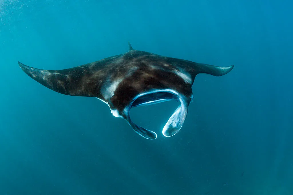 Reef manta ray in Komodo national park. © Prisma Bildagentur/UIG/Getty.