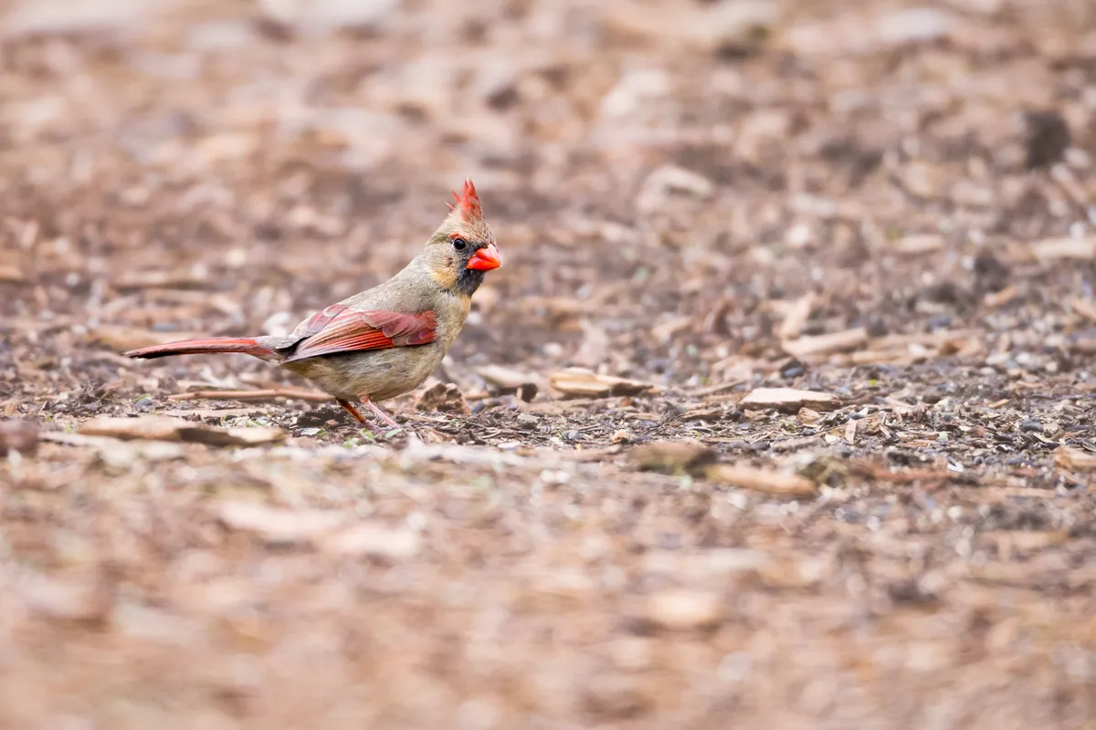 Female northern cardinal. © Todd Ryburn Photography/Getty