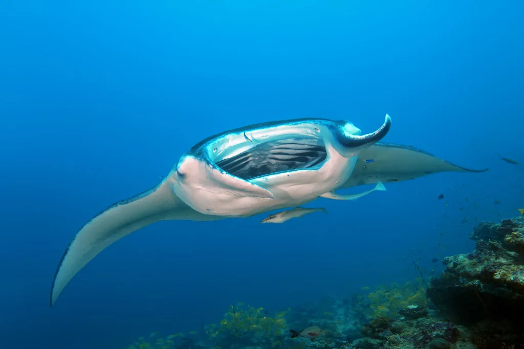 Giant manta ray filter feeding. © Andrey Nekrasov/Barcroft Images/Barcroft Media/Getty.