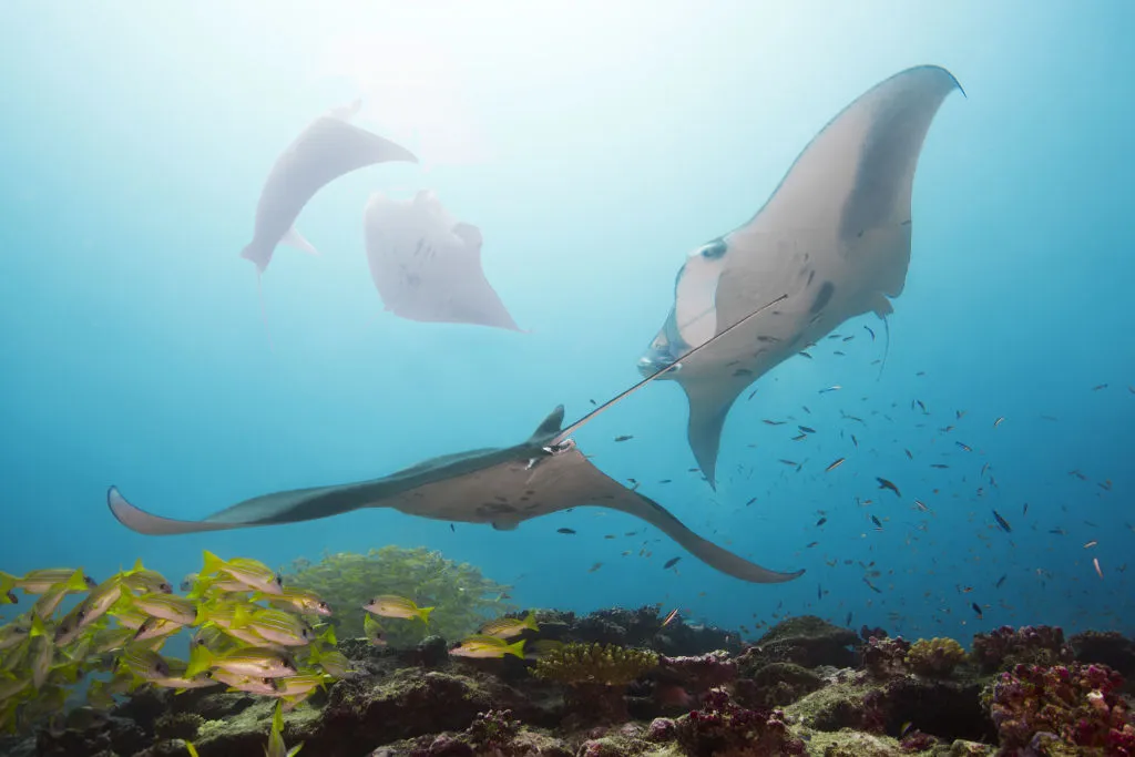 A squadron of giant manta rays in the Maldives. © Andrey Nekrasov/Barcroft Images/Getty.