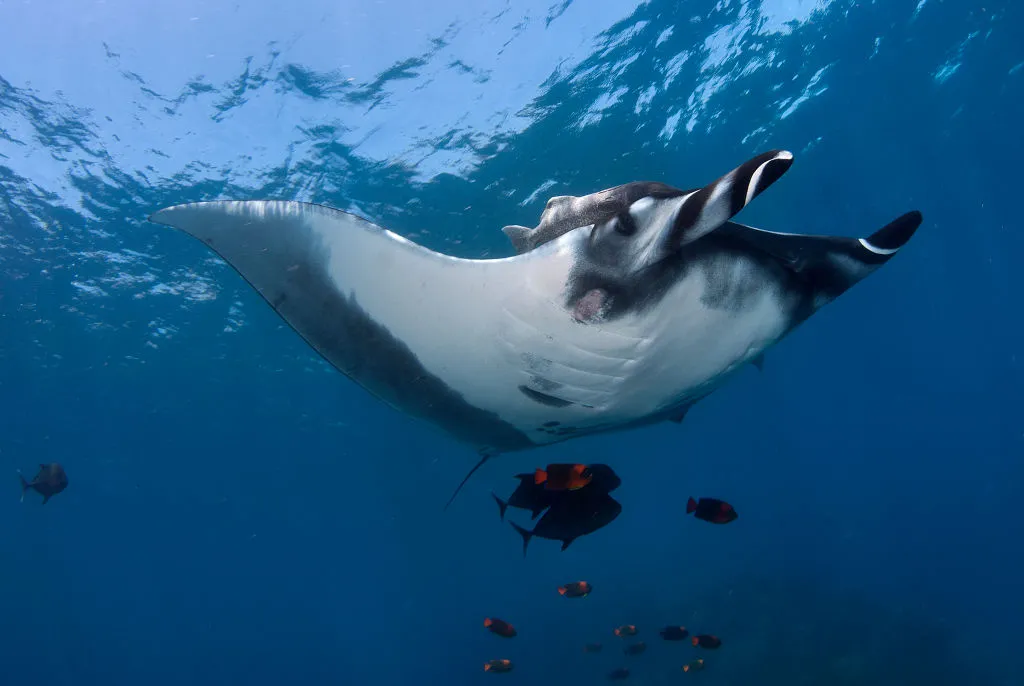 Giant Manta ray at a cleaning station in the Pacific. © Luis Javier Sandoval/VW Pics/UIG/Getty.