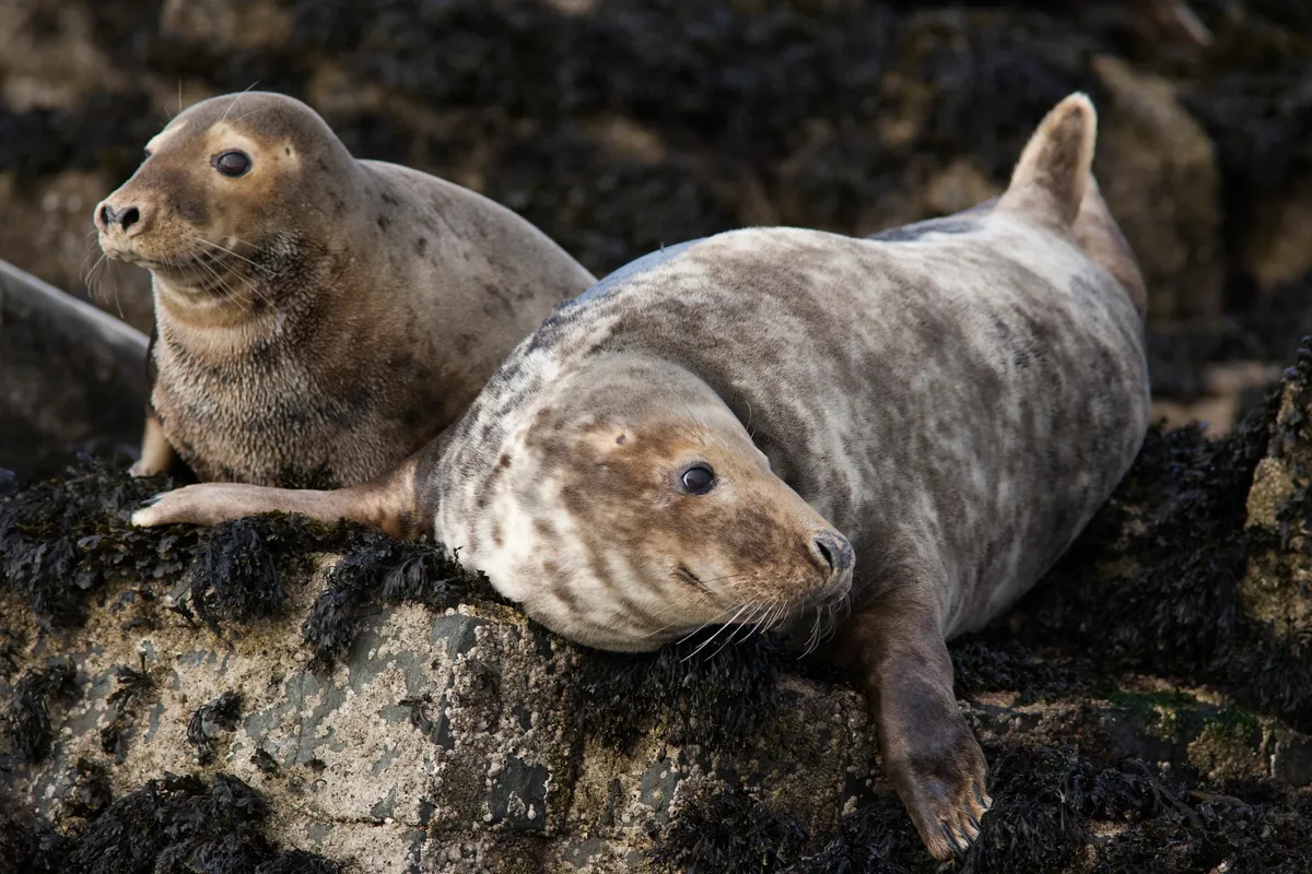 Grey seals on the Farne Islands in, Northumberland. © Steve & Ann Toon/Robert Harding/Getty