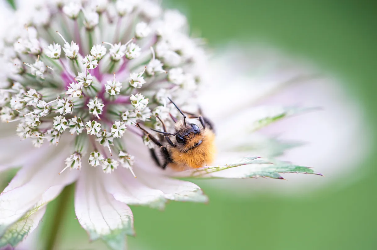 A bee collecting pollen from an Astrantia flower. © Jacky Parker/Getty