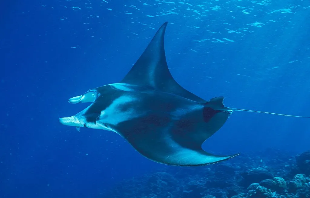 Reef manta ray showing off its dorsal patterning. © Ariel Fuchs/Gamma-Rapho/Getty.