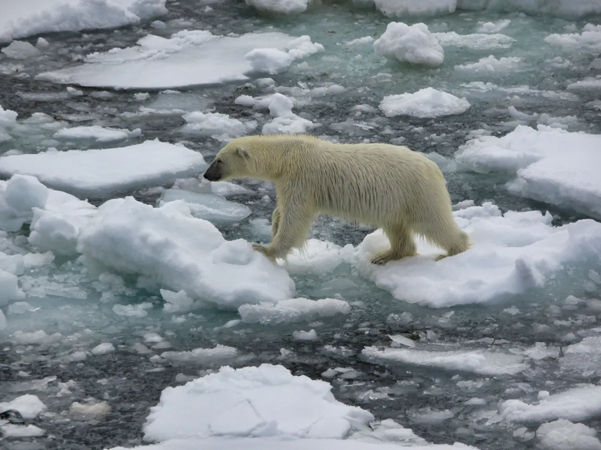 Young adult polar bear crossing sea ice. © Patricia Hamilton/Getty