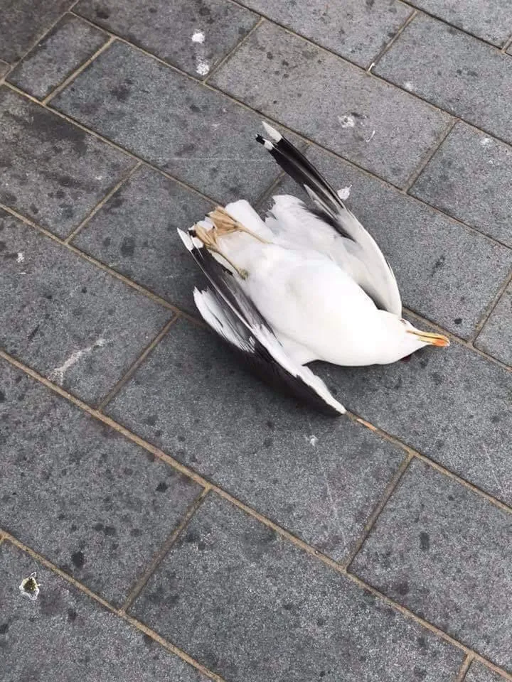 The lesser black-backed gull killed in Weston Super Mare. © RSPCA