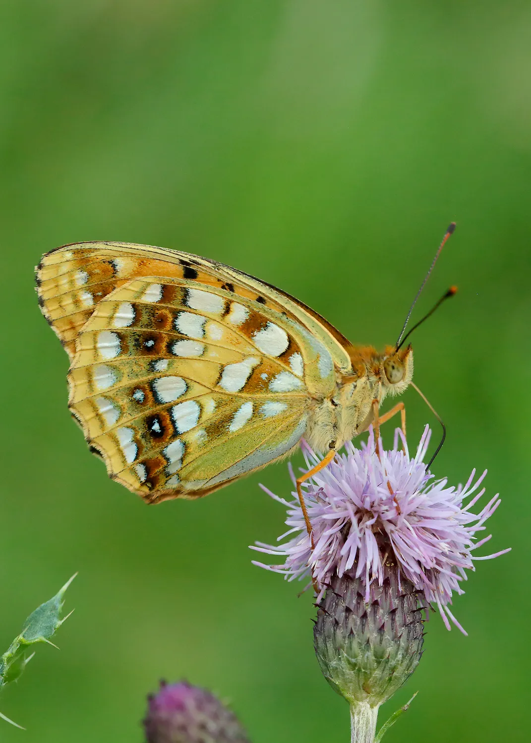 High brown fritillary butterfly. © Iain Leach/Butterfly Conservation