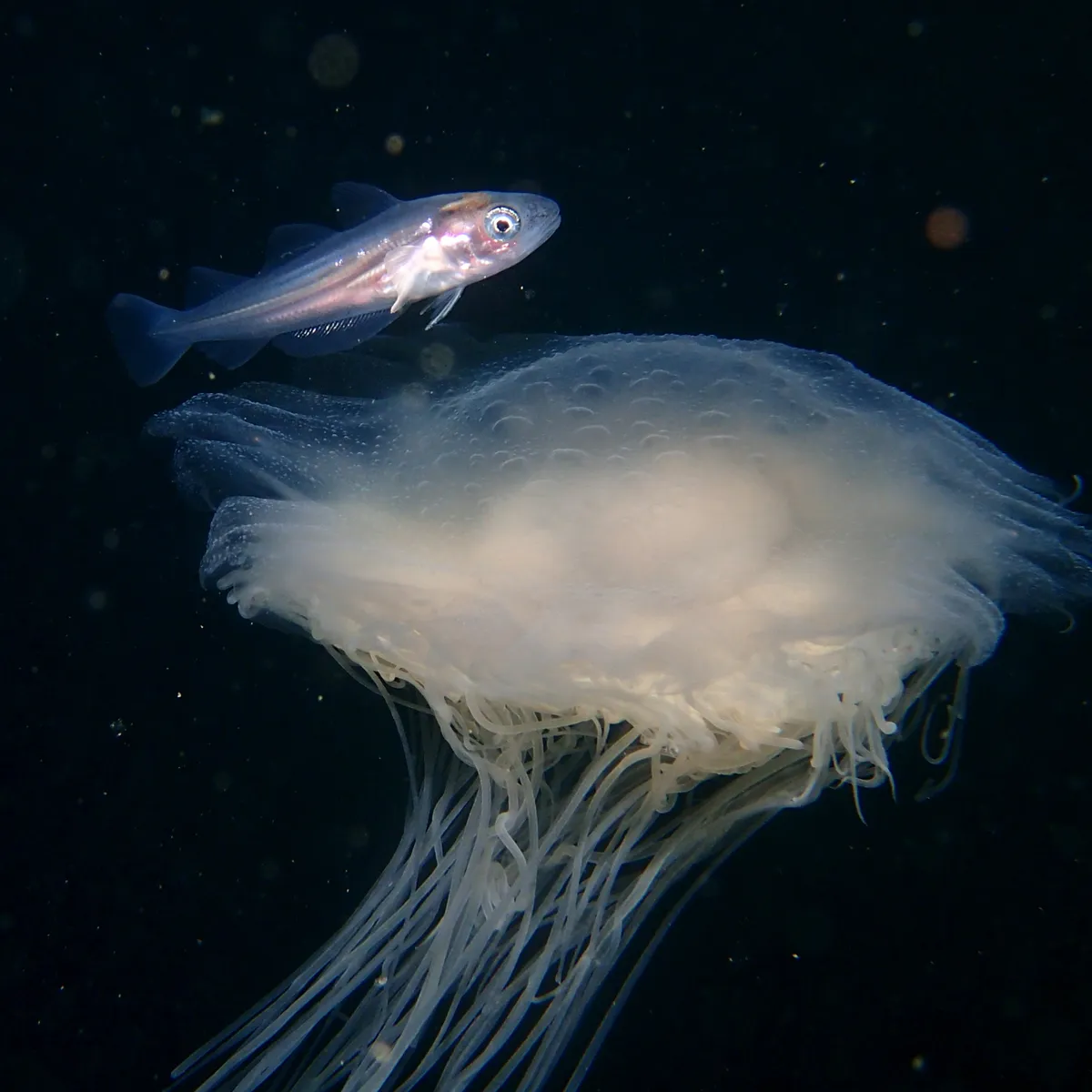 Fish and jellyfish. © Sarah Bowen
