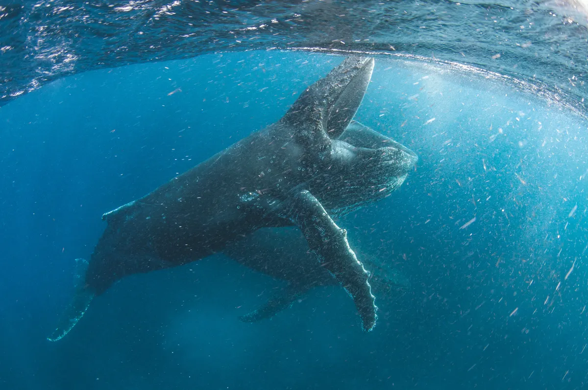 Humpback whale feeding off Cape Town, South Africa. © BBC NHU