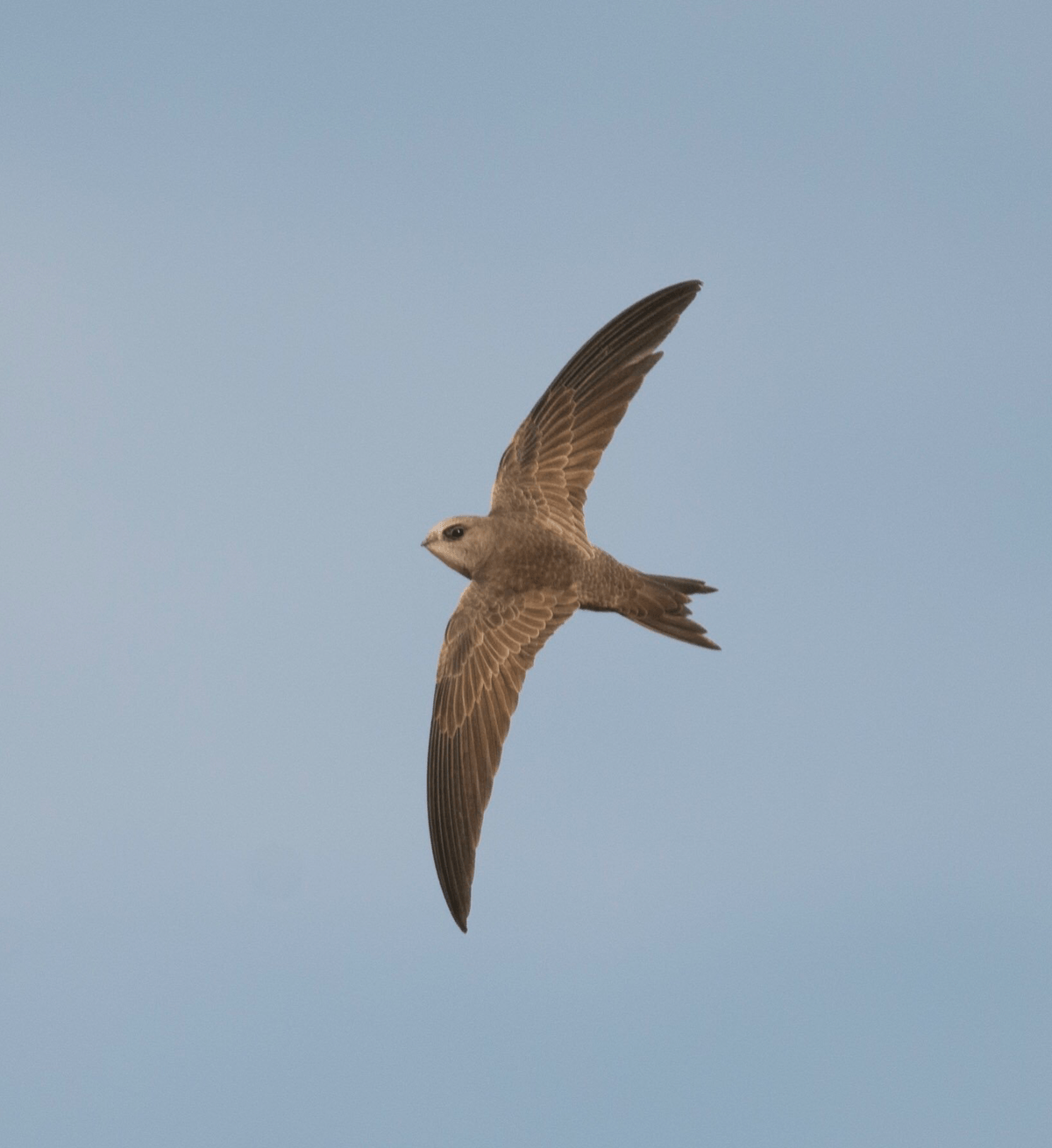 Swifts spend the majority of their lives in the air - Discover Wildlife