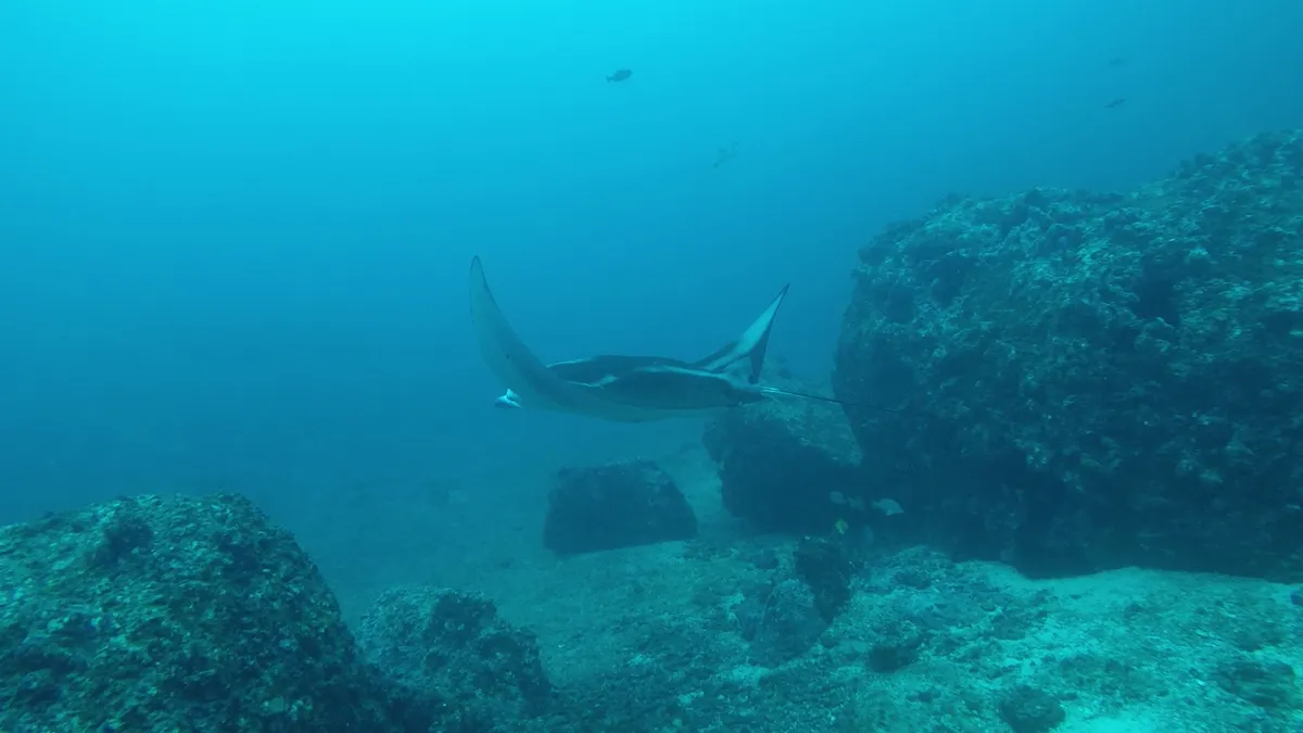 A screenshot from the video of the pregnant reef manta in Cocos Island. (c) Mauricio Hoyos.
