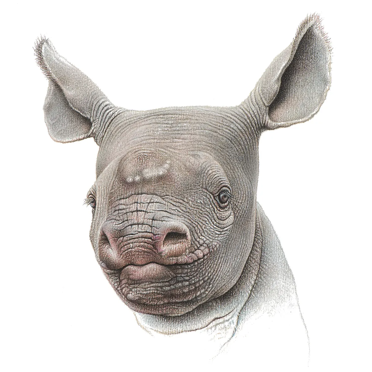 'Ingrid'. Pastel pencil drawing of a rhino calf. © mART