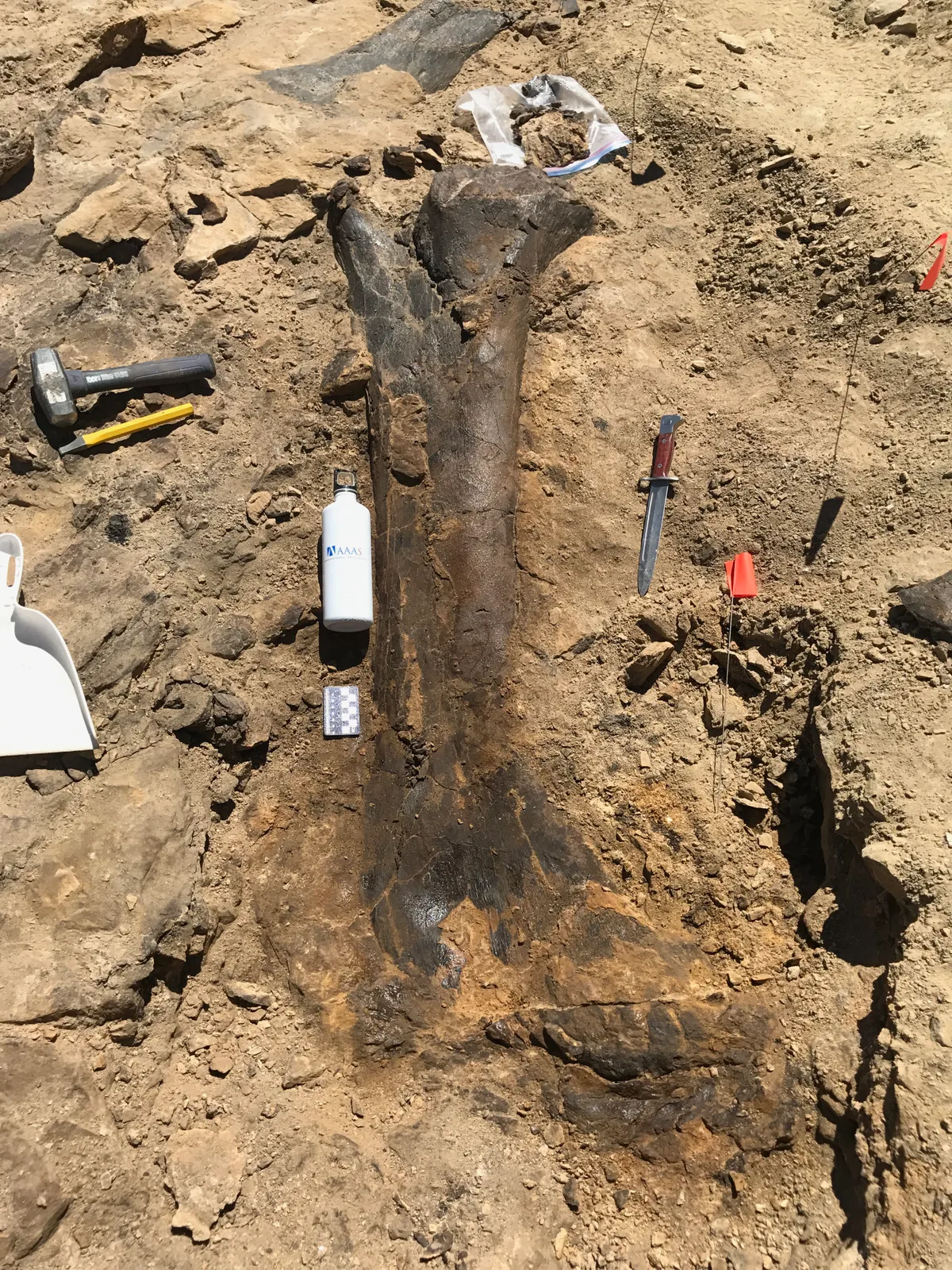 Sauropod femur at the upper sauropod quarry of The Jurassic Mile dig site