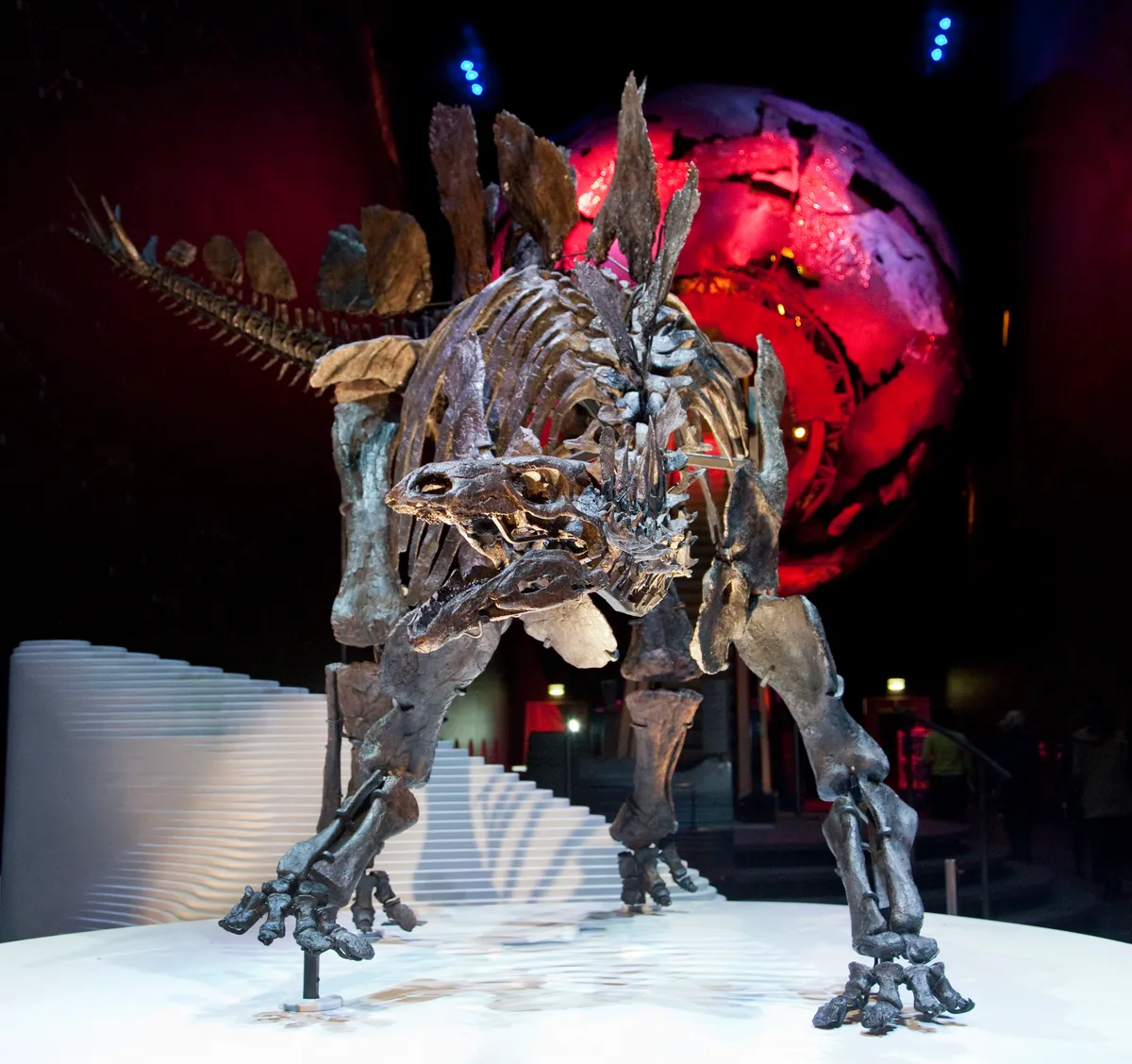 Sophie the Stegosaurus at the NHM. © Trustees of the Natural History Museum