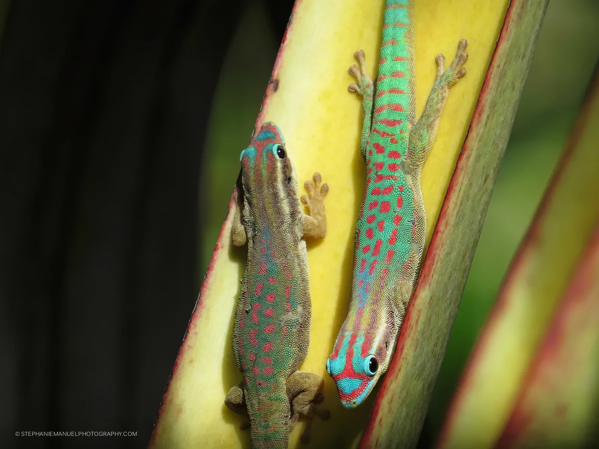 A pair of Mauritius ornate day gecko Phelsuma ornata, basking on the yellow stem of a latanier bleu. The male on the right is more colourful as compared to the smaller female; lle aux Aigrettes, Mauritius.