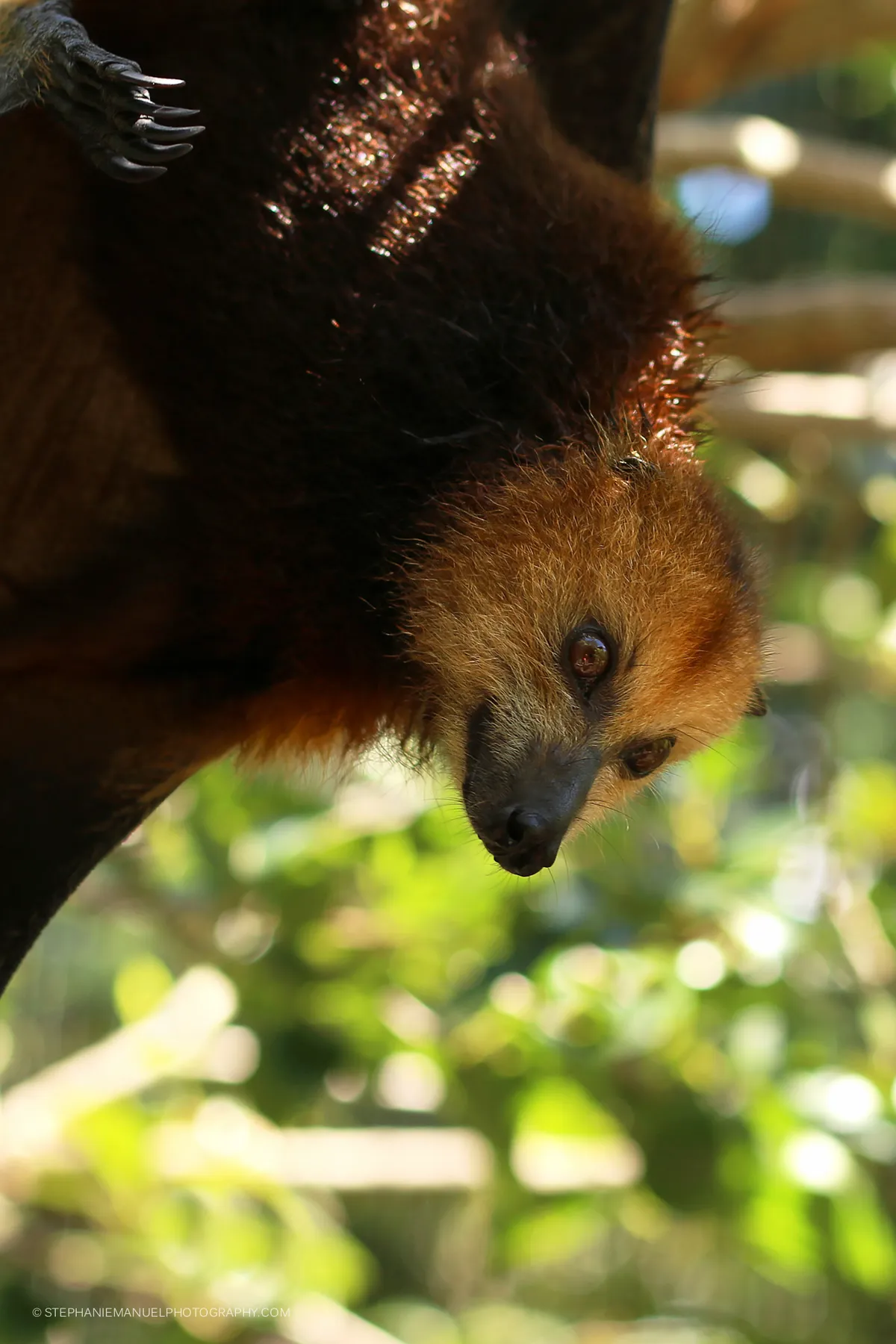 The Mauritius fruit bat Pteropus niger following the culling in 2015 is now an endangered species; lle aux Aigrettes,Mauritius.