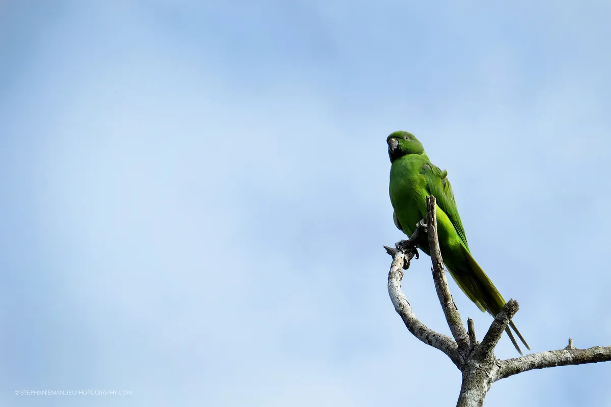 A Mauritius Echo Parakeet Psittacula eques that seems to be having a rest just after its lunch as we can see leftover pieces of fruit on its bill; Black River Gorges National Park, Mauritius.