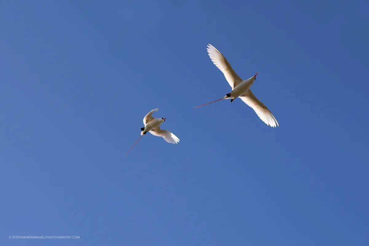 Majestic red-tailed tropicbirds flying at sunrise. Round island, Mauritius.