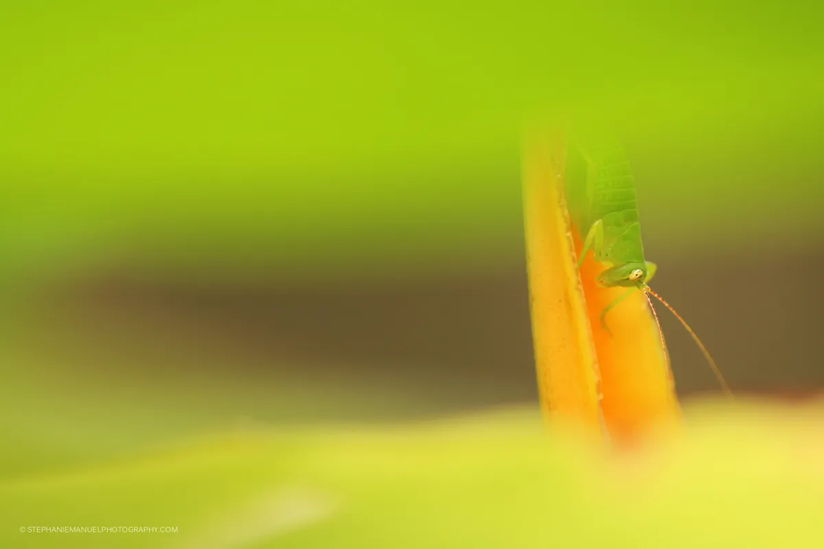 A bush cricket framed by tropical green leaves blown; Mauritius.