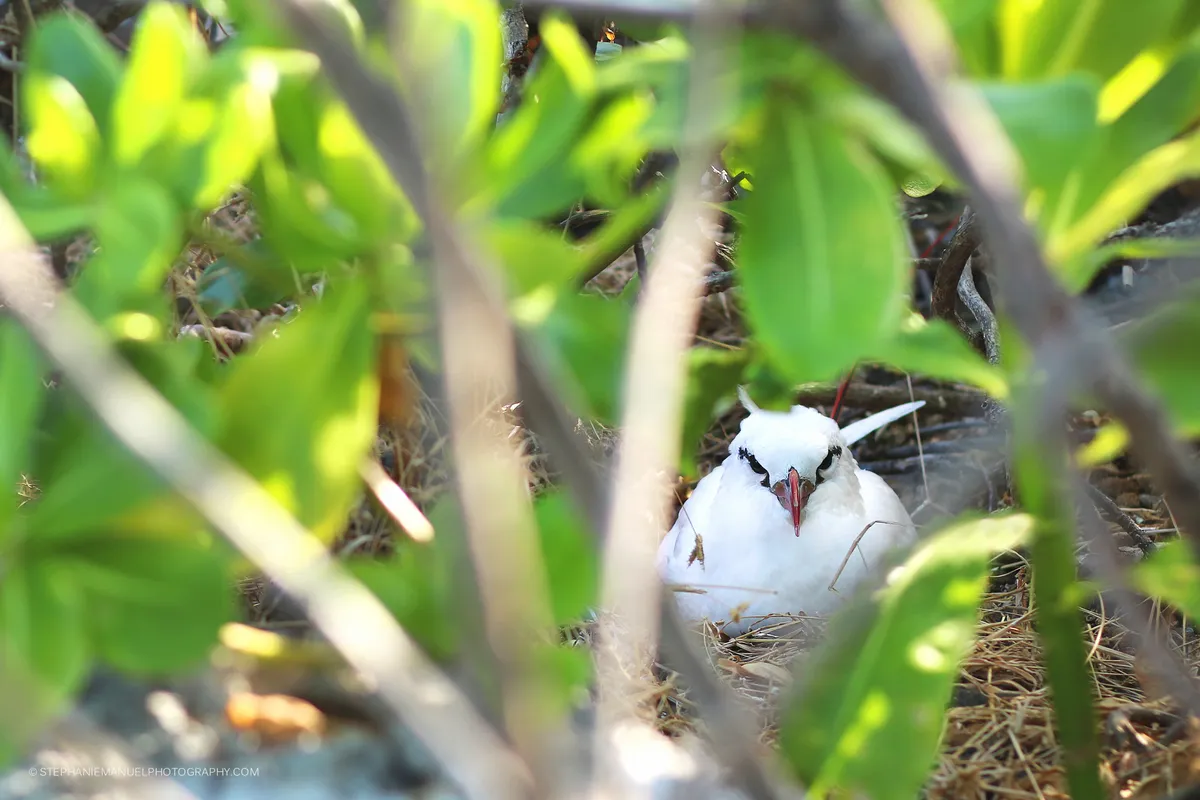 A red-tailed tropicbird Phaeton lepturus nesting in a vegetation-sheltered nook; Round island, Mauritius.