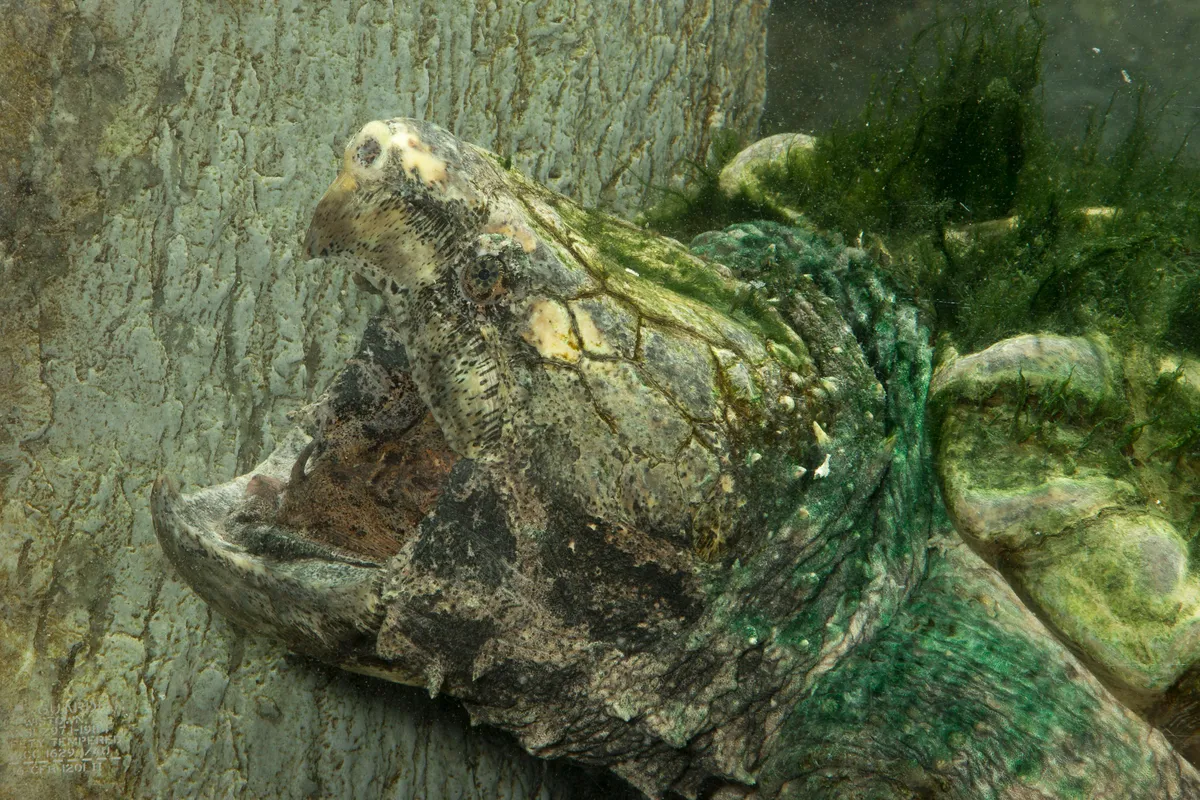The shell and skin of the alligator snapping turtle of the south-central United States is frequently covered in a coat of algae, making this ambush predator nearly invisible. © Joe and Mary Ann McDonald.
