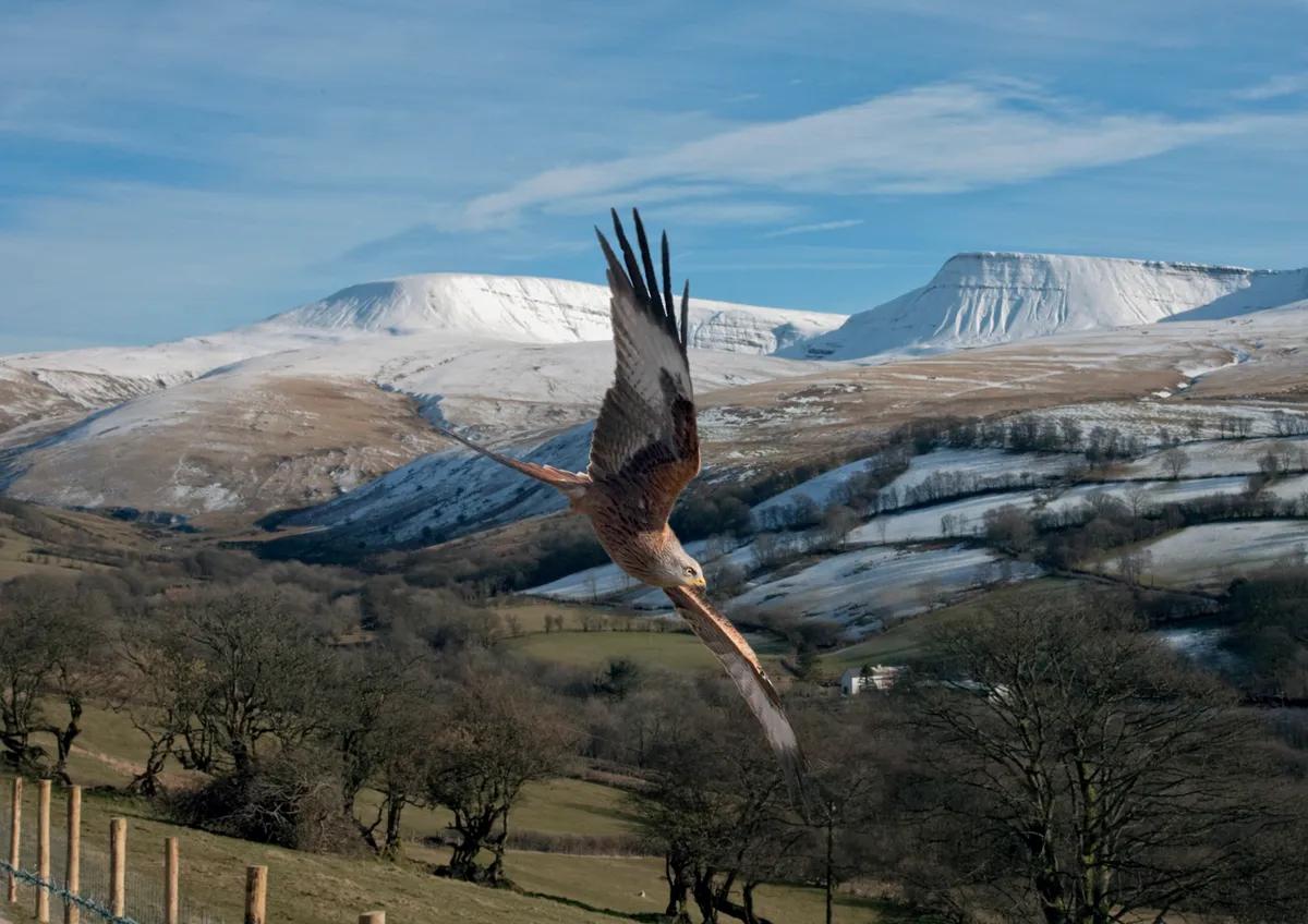 A red kite circles low to the ground in the Brecon Beacons. David was photographing the snowy landscape from a high position near a kite feeding station when this bird started circling low to the ground. © David Bailey.