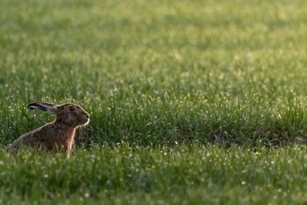Young MOPY (16-18 years): Brown hare. © Williams Evan/The Mammal Society