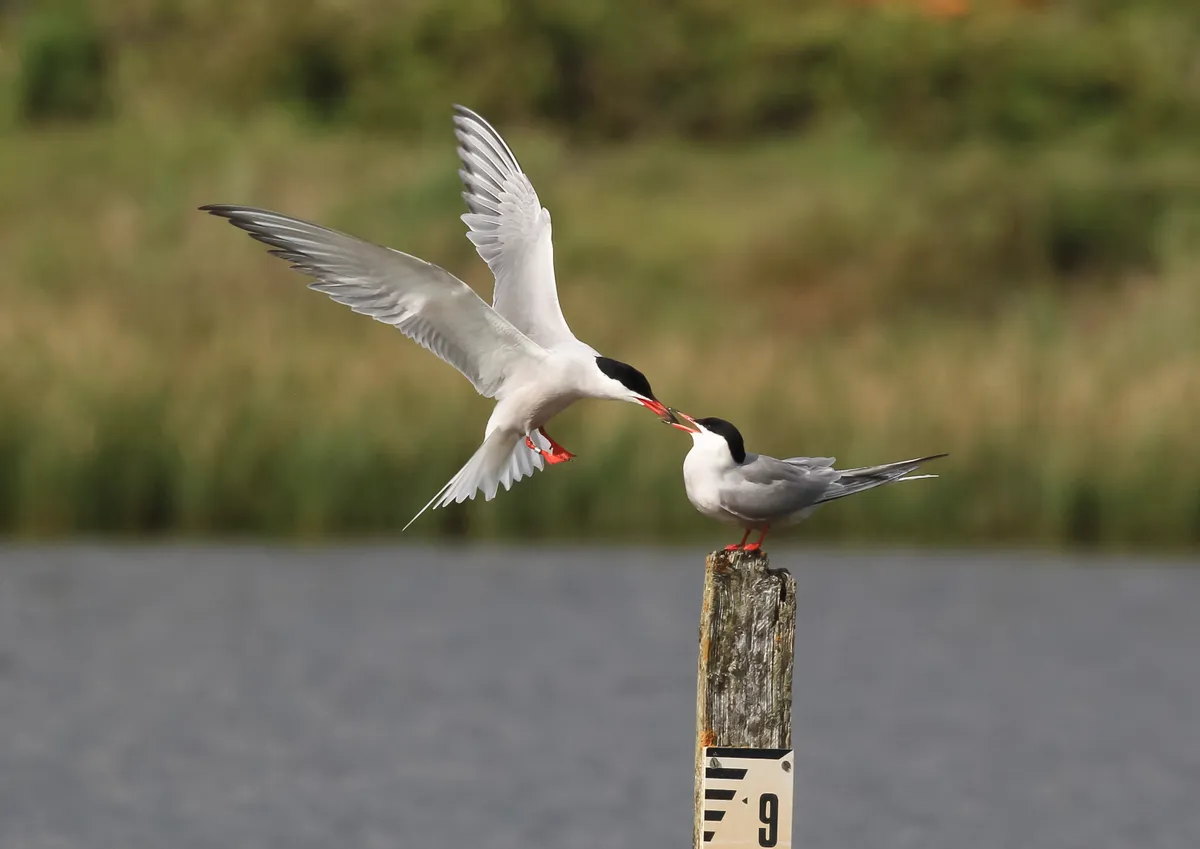 A young tern sits on a post, along the coastline of Hampshire, whilst being fed by a doting parent. © David Bailey.