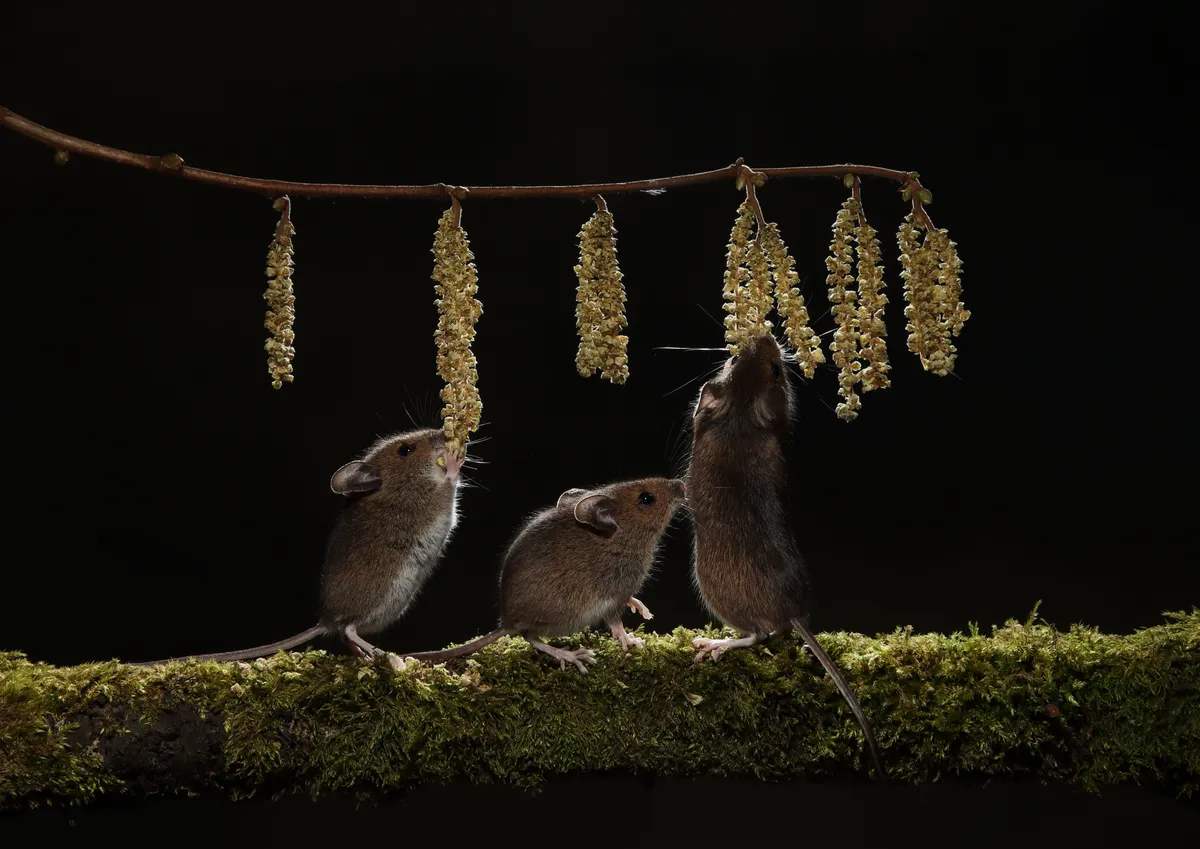 Mammal Photographer of the Year Highly Commended. Woodmouse feeding. © Roy Rimmer/Mammal Society.