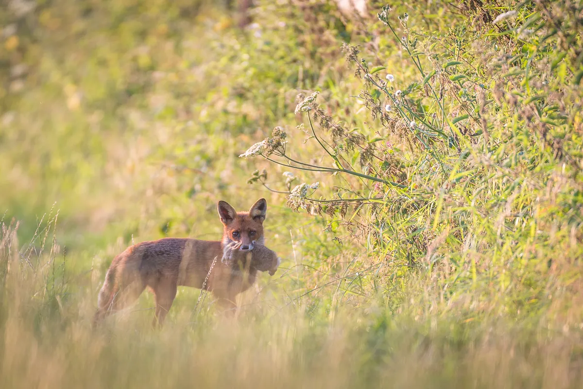 Mammal Photographer of the Year Highly Commended. Fox has caught their dinner. © David Hudson/Mammal Society.