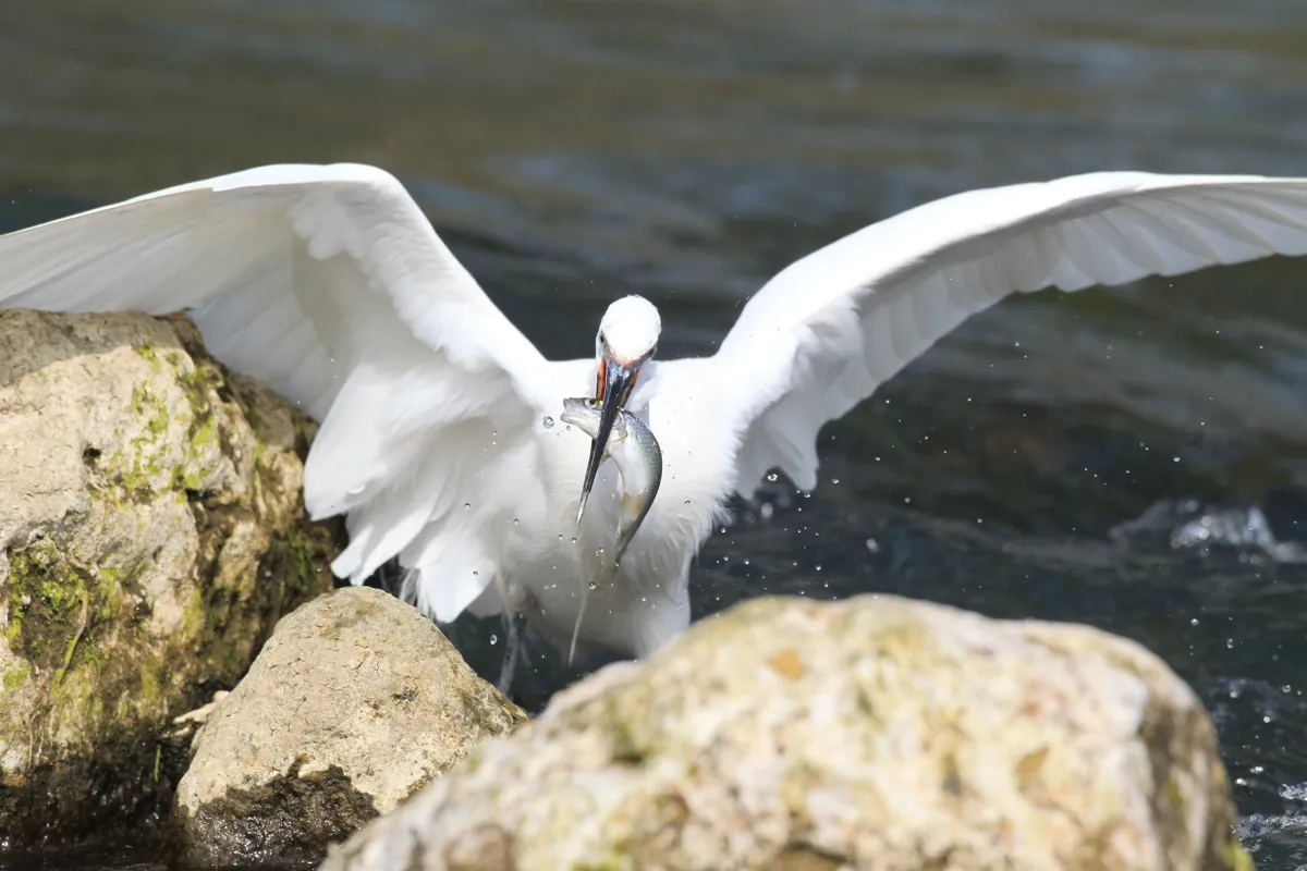 David was hoping to capture photos of otters, but there was no sign. This egret landed within four metres of his hide to fish amongst the rocks. Coastlines like this are a plentiful food source for many birds in the UK. © David Bailey.