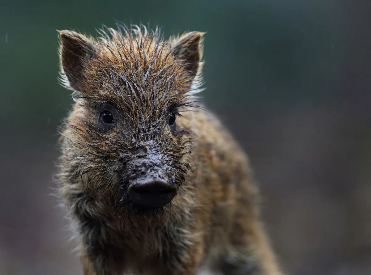 Mammal Photographer of the Year Highly Commended. Muddy wild boar. © Aaron Roberts/Mammal Society.