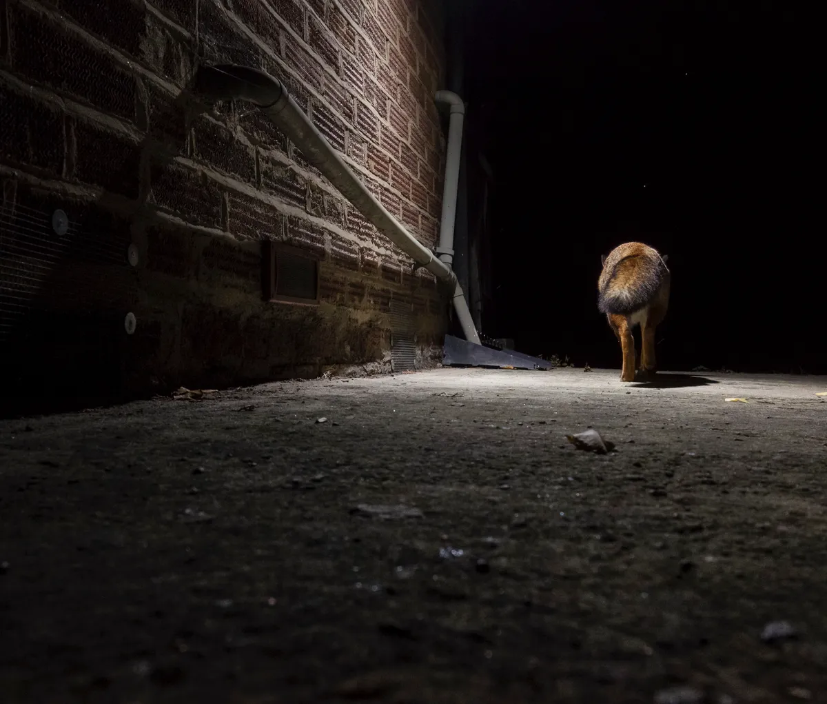 Mammal Photographer of the Year Highly Commended. Urban fox retreats. © Pasha Kamal/Mammal Society.