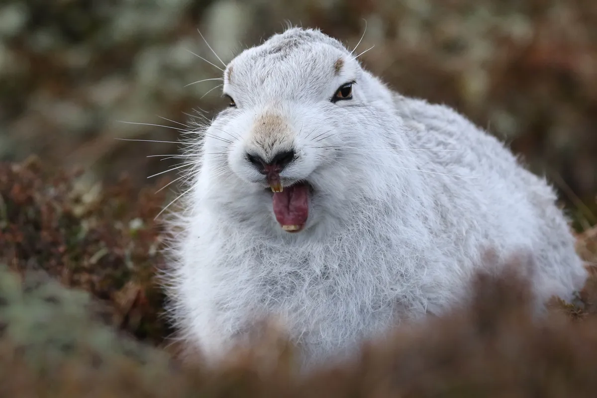 Mammal Comedian Winner: Bored mountain hare. © Richard Campion/The Mammal Society