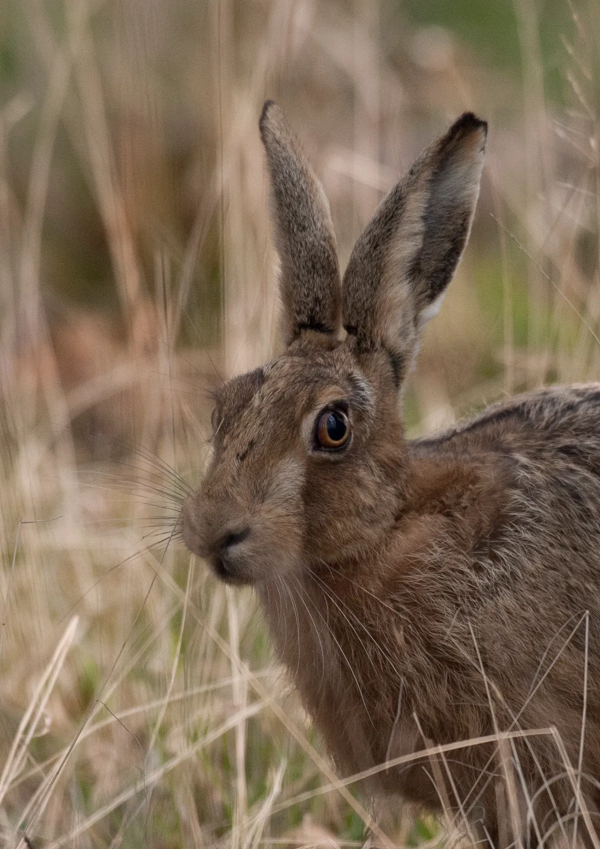 Hares are normally quite wary animals, but they become much braver during the boxing season. This hare came very close to David in the Brecon Beacons, allowing such a close up shot of its lovely facial markings. © David Bailey.