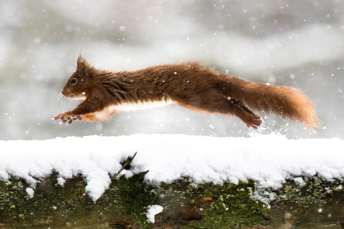 Mammal Photographer of the Year Highly Commended. Red squirrels winter run. © Julian Martin Terreros/Mammal Society.