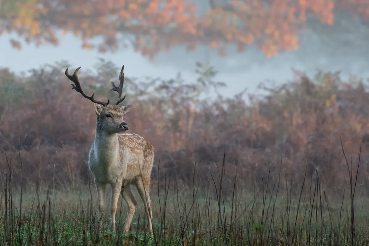 Mammal Photographer of the Year Highly Commended. Lone deer. © Joshua Copping/mammal Society.