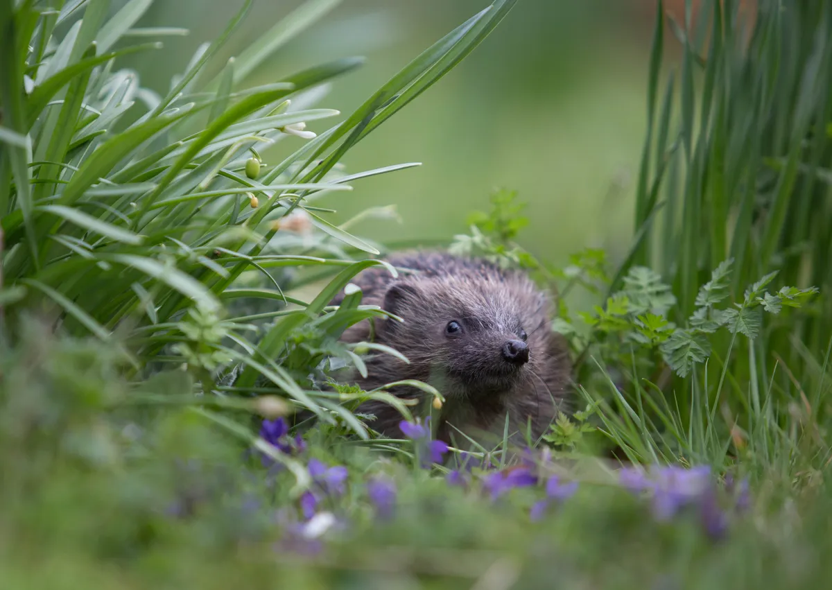 Mammal Photographer of the Year Highly Commended. Hedgehog among the grass. © Gaia Wilson/Mammal Society.