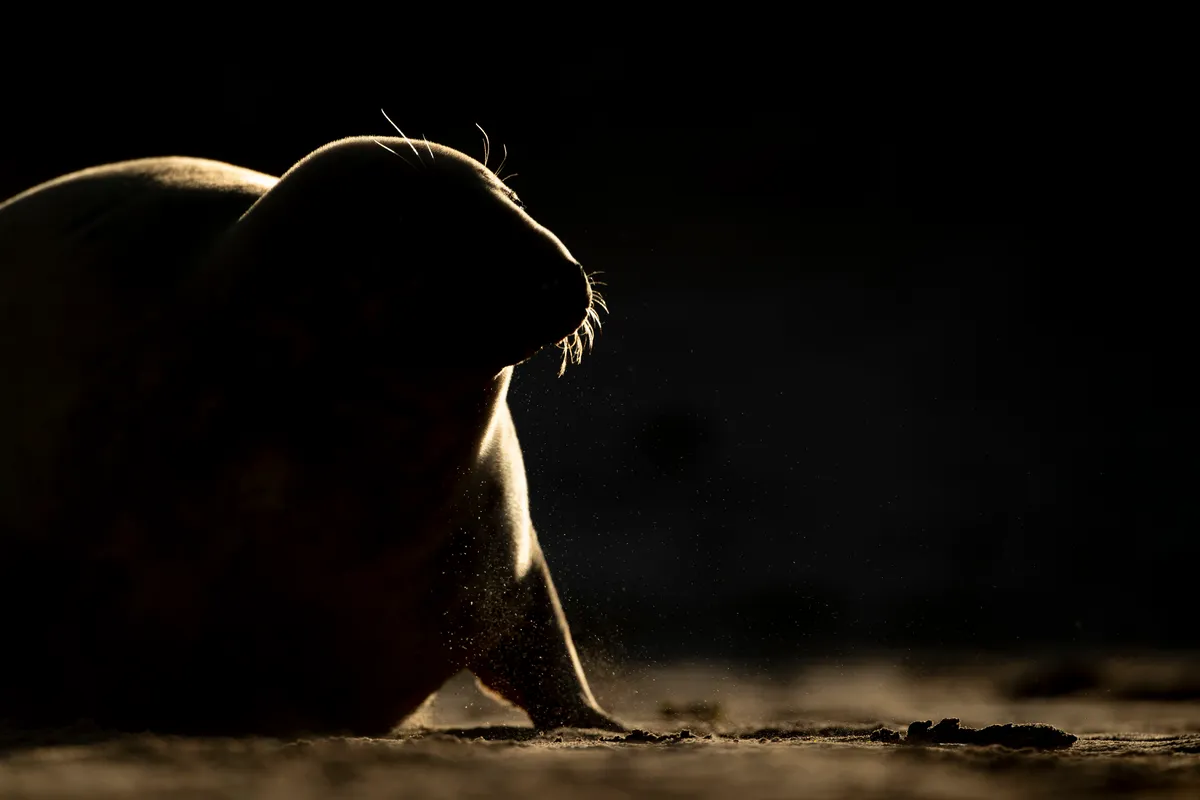 Mammal Photographer of the Year Highly Commended. Rimlit seal. © Alastair Marsh.