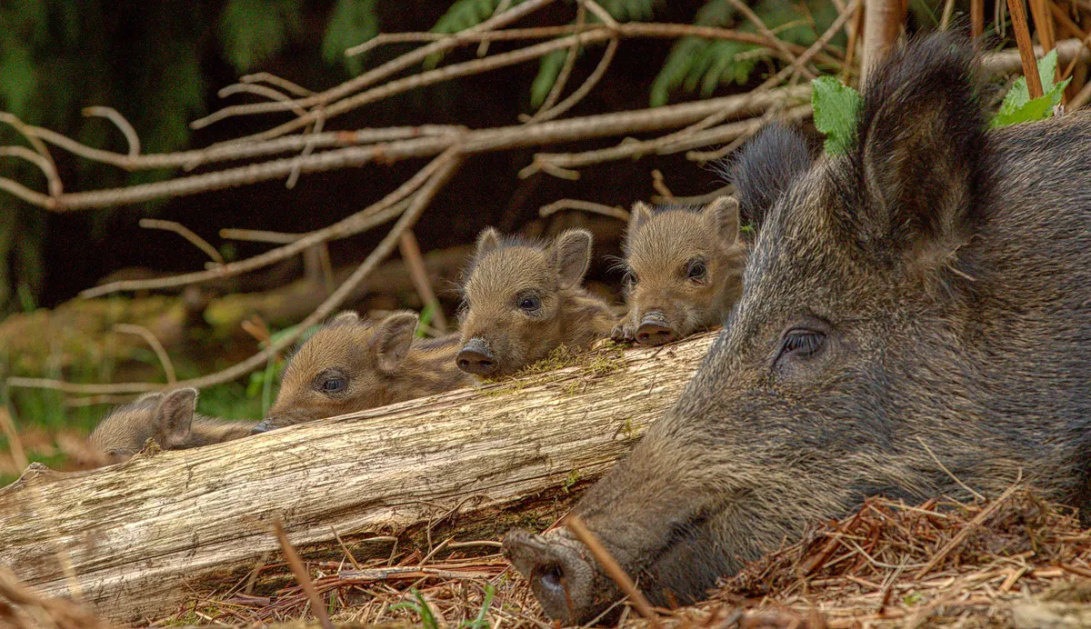 Mammal Photographer of the Year Highly Commended. Wild boar and her piglets. © Shane Stanbridge/Mammal Society.