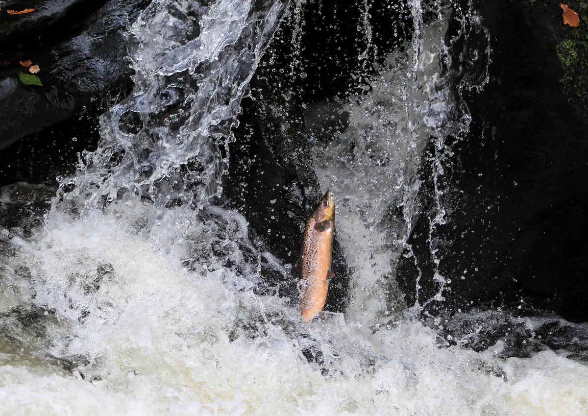 Salmon leaping upriver at Gilfach Nature Reserve in Rhayader, mid Wales. The right amount of rainfall is critical so there is enough water to swim upstream, without the water flow being too fast to swim against. © David Bailey.