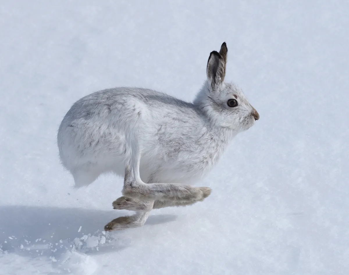 Mammal Photographer of the Year Highly Commended. Mountain hare. ©Lee O'Dwyer.
