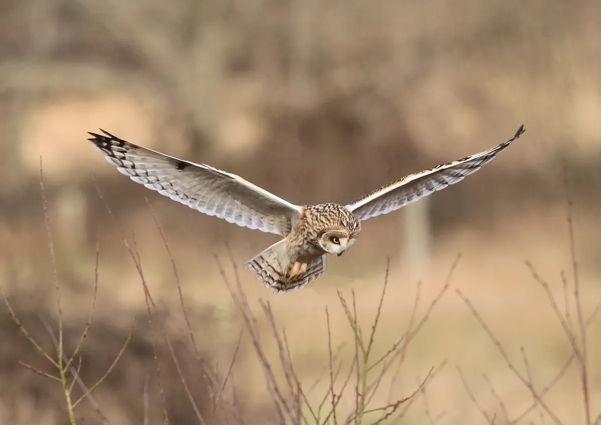 Walking the salt flats at Lymington with his girlfriend, David saw this short-eared owl searching for prey. The owl quartered the field before hovering for a few seconds in front of David. © David Bailey.
