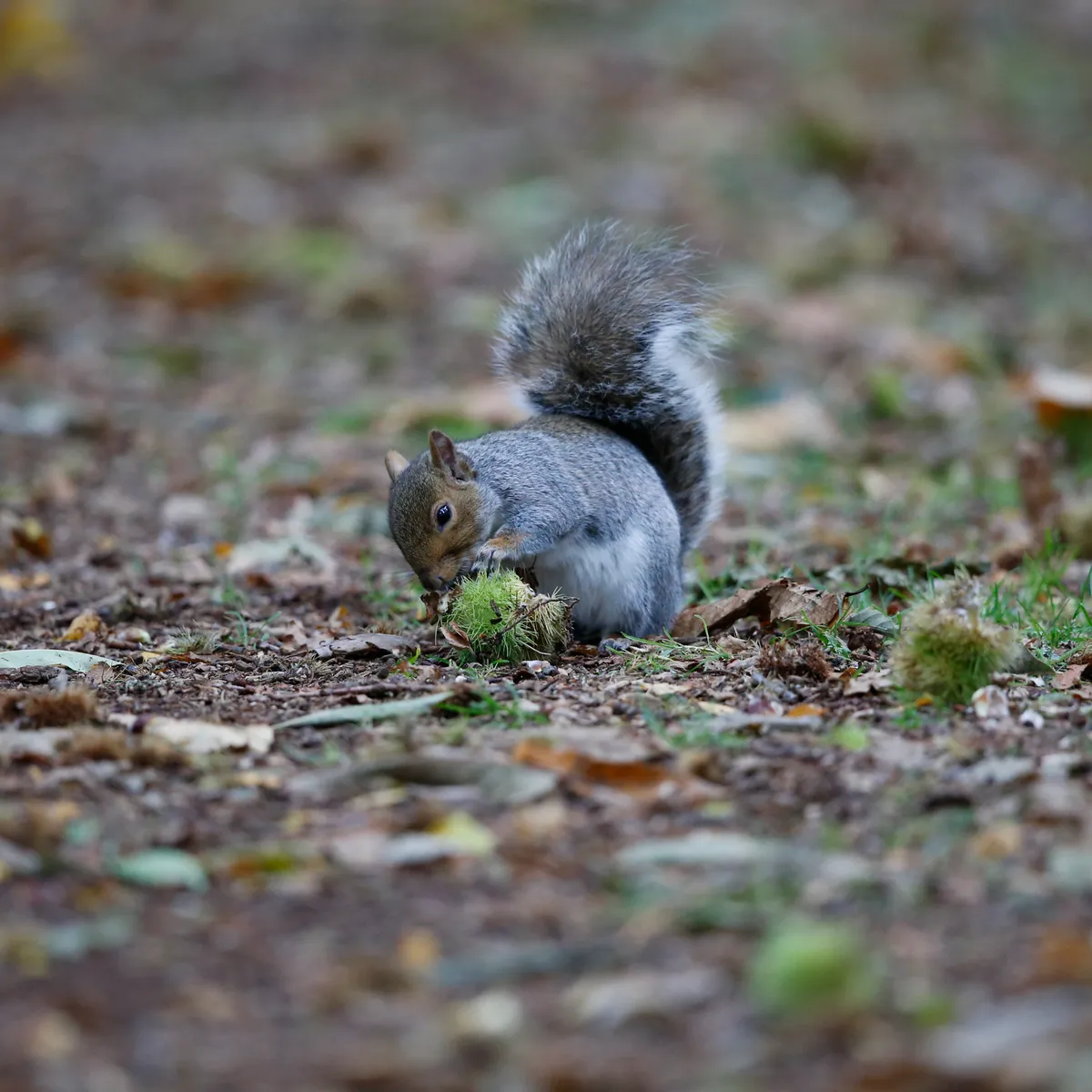 This shot of a grey squirrel was taken with an ordinary camera, to demonstrate how you do not need expensive equipment to take good quality images. © David Bailey